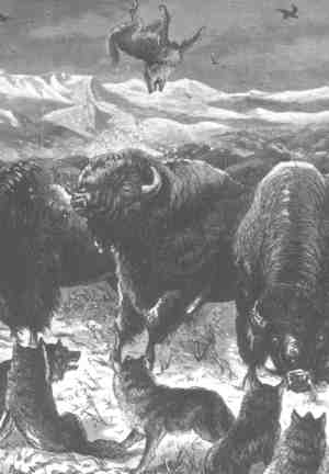 This 1871 woodcut from Harper's Weekly shows how a herd of bison defended against a wolf pack -- wolves trailed the herds to pick off calves and stragglers. The bulls stood on the outside, hooked the wolves with their horns, tossed them into the air, then trampled them with their hooves.