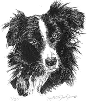 Cricket, portrait of friend's dog, pen and ink on paper, 8.5 in. x 11 in.