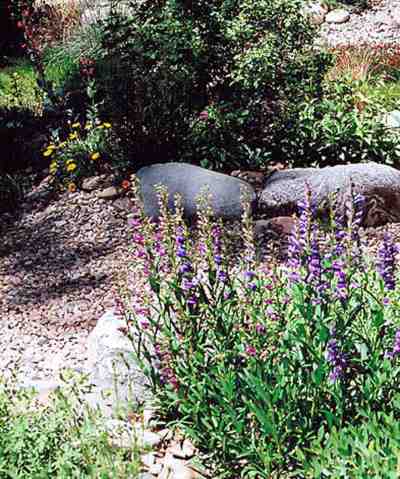 Flowers thriving in Xeriscaped yard