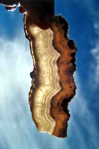 The translucency and colors of this thin slab of sowbelly agate from the Amethyst Vein show why it is a popular and valuable collectible and lapidary material. (Photo by Stephen F. Voynick.)