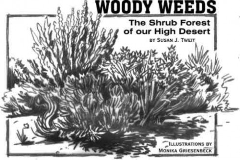 Woody weeds, by Monika Griesenbeck