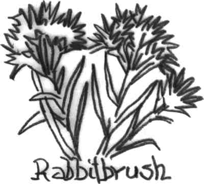 Rabbitbrush, by Monika Griesenbeck