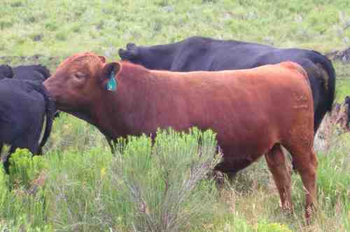 Bull 34R among the cows
