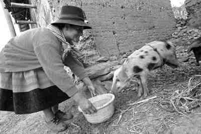 Sebastiana Ore Meza uses her microloan to purchase livestock that she will feed, then sell for a profit.