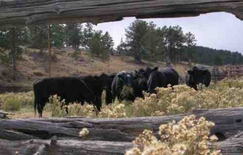 Cattle framed by old fence.