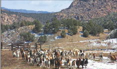 The Oswald’s goat herds thrive at Nancy’s ancestral ranch.