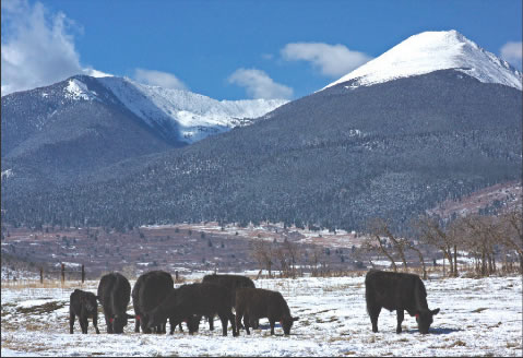 Cotopaxi Cows