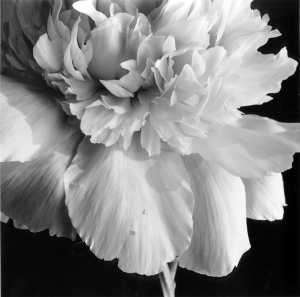 [Flower © 1999 by J.D. Marston]