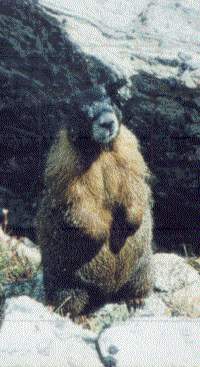 Standing marmot photo by Steve Voynick
