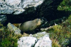 Reclining marmot photo by Steve Voynick