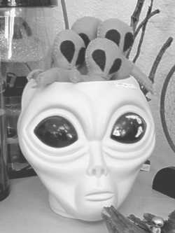 Alien souvenirs