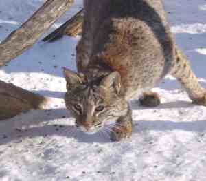 Bobcat, US Fish & Wildlife Service