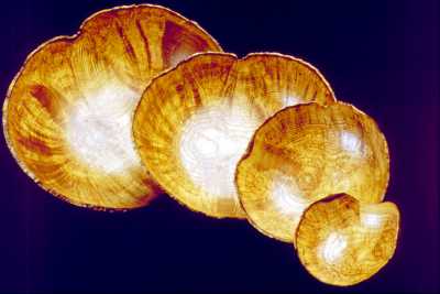 Nested wooden bowls, by Keith Gotschall.