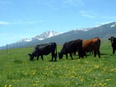Cattle grazing near Cotopaxi