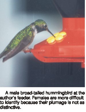 Male broadtailed hummingbird