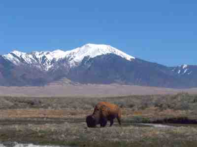 Bison at Sand Dunes, courtesy National Park Service