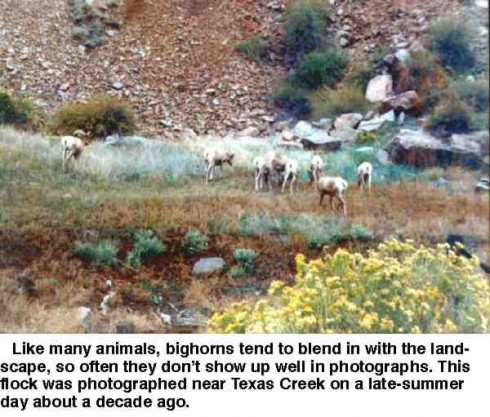 Flock of bighorns near Texas Creek