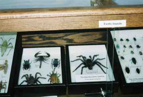 Arachnids at SLV History Museum