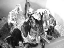 Newborn goat kids peer out from their “nest”.  Photo by Sterling R. Quinton
