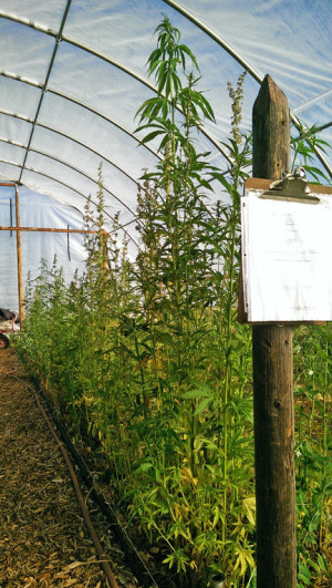 Hemp plants at the Rezolana Farm in San Luis are being grown as part of a collaboration with Adams State University.