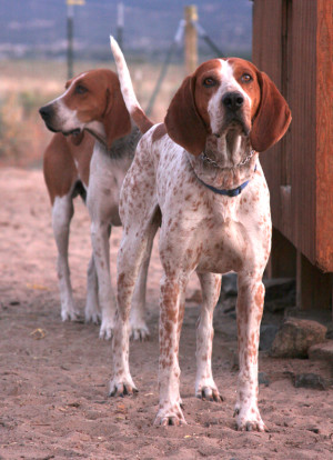 American Foxhounds, Buster, in back, and Razor at their kennel near Salida. Photo by Mike Rosso 