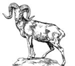 big-horned-sheep_web