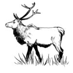 elk_web