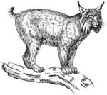 lynx_web