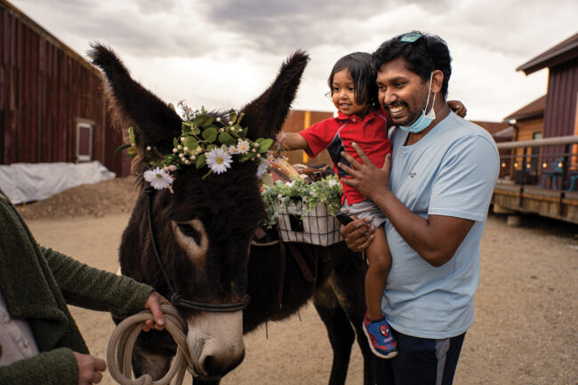 Burro at Freight Leadville