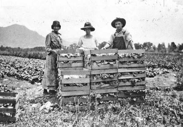 Photo from 1918 of the Mahon Ranch, west of Buena Vista.  Pictured are Martha Mahon, her daughter Cassie and Cassie’s husband George Fields with crates of head lettuce. Courtesy of Buena Vista Heritage Museum.